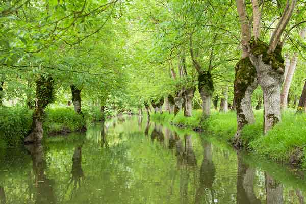 The fenland landscape of the Marais Poitevin in the Deux-Sèvres