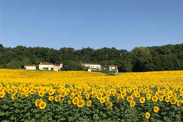 Champ de tournesols dans le Lot-et-Garonne